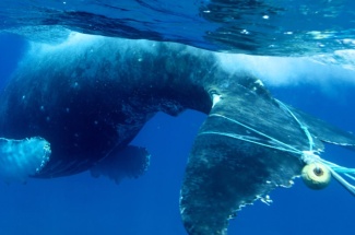 Less gear in the water means fewer chances for Whales to become entangled.