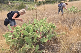 Lisa Jevbratt and collaborators pick cochineal on Santa Cruz Island.