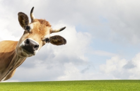 Cow photo istock