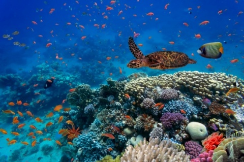 marine-biodiversity-istock_0.jpg