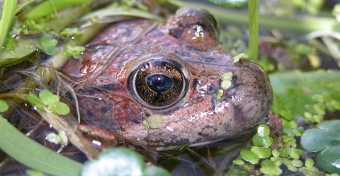 California red-legged frog (Rana draytonii) surfaces in a pond in Point Reyes National Seashore, Calif.