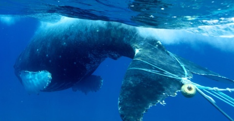 Less gear in the water means fewer chances for Whales to become entangled.