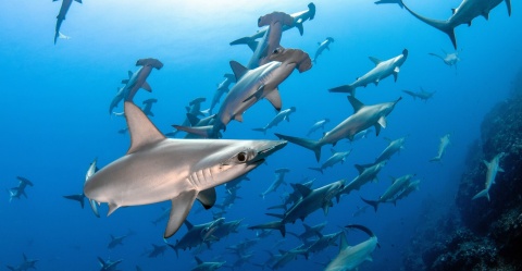 Different types of sharks swimming underwater.