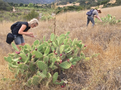 Lisa Jevbratt and collaborators pick cochineal on Santa Cruz Island.